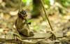 Day tour Cần Giờ: Tham quan Đảo khỉ và Rừng ngập mặn
