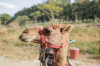 Vé trải nghiệm cưỡi lạc đà ở Jeju