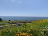 Đồi SeopJikoji, Jeju