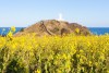 Đồi SeopJikoji, Jeju