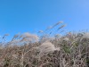 Đường đi ven biển Dalkmeoreu, Jeju