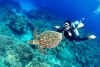 Trải nghiệm lặn biển Jeju - Scuba Diving