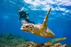 Trải nghiệm lặn biển Jeju - Scuba Diving