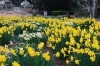 Vườn bách thảo Yeomiji, Jeju