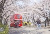 City Bus Tour tham quan Daegu 