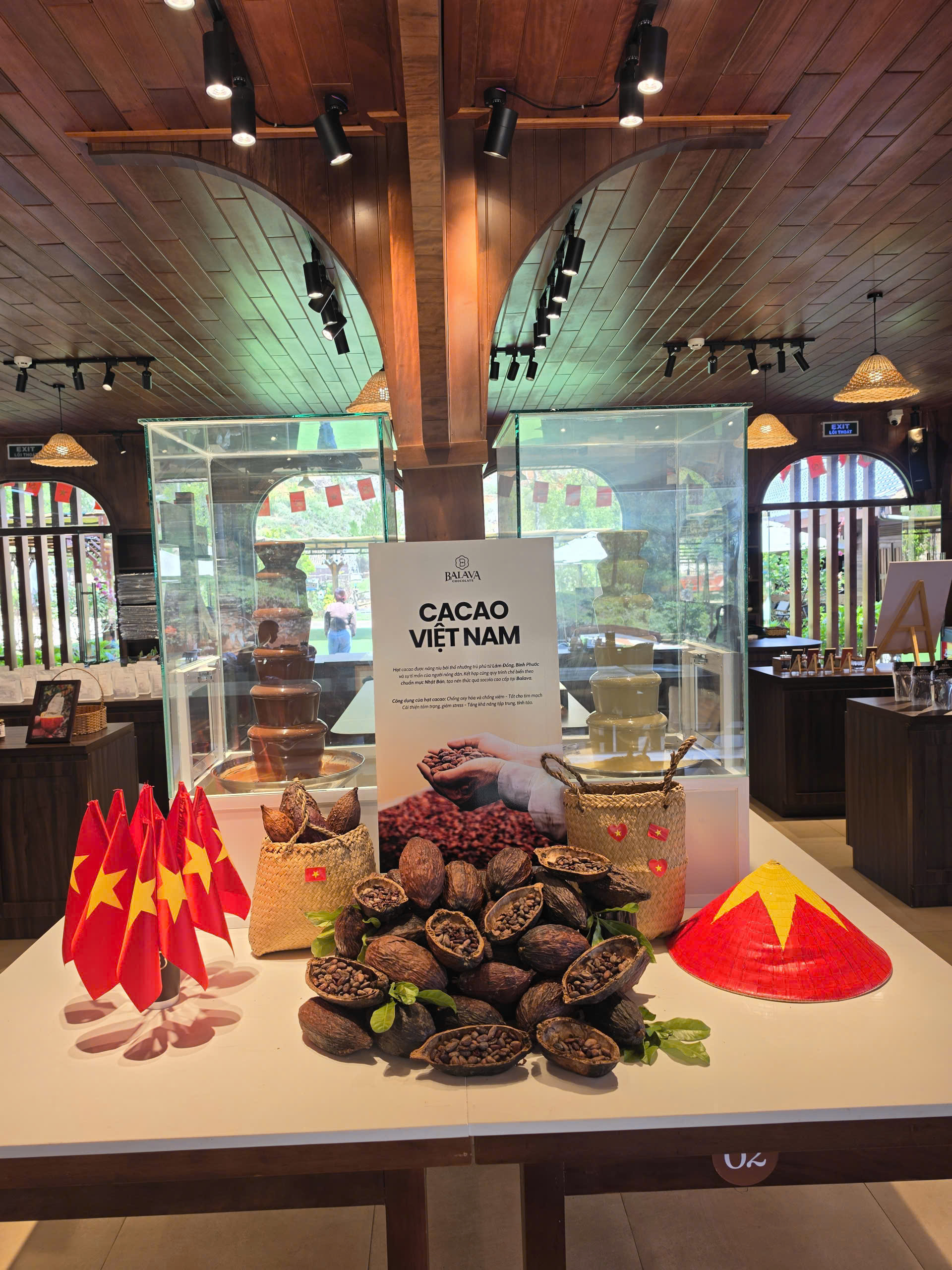 Hạt cacao Lâm Đồng – nguyên liệu thủ công cho socola BALAVA Việt Nam