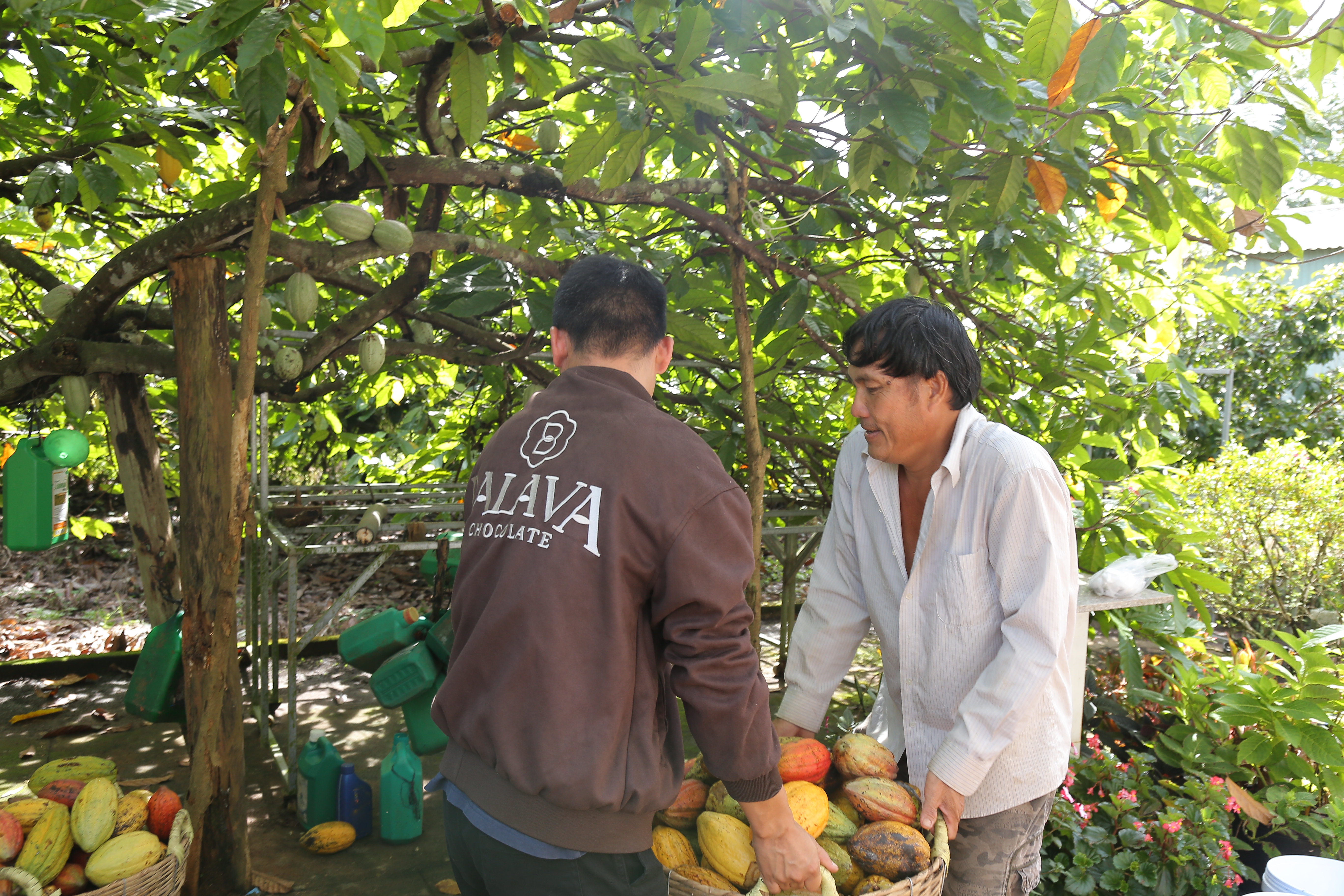 Cacao garden in Lam Dong
