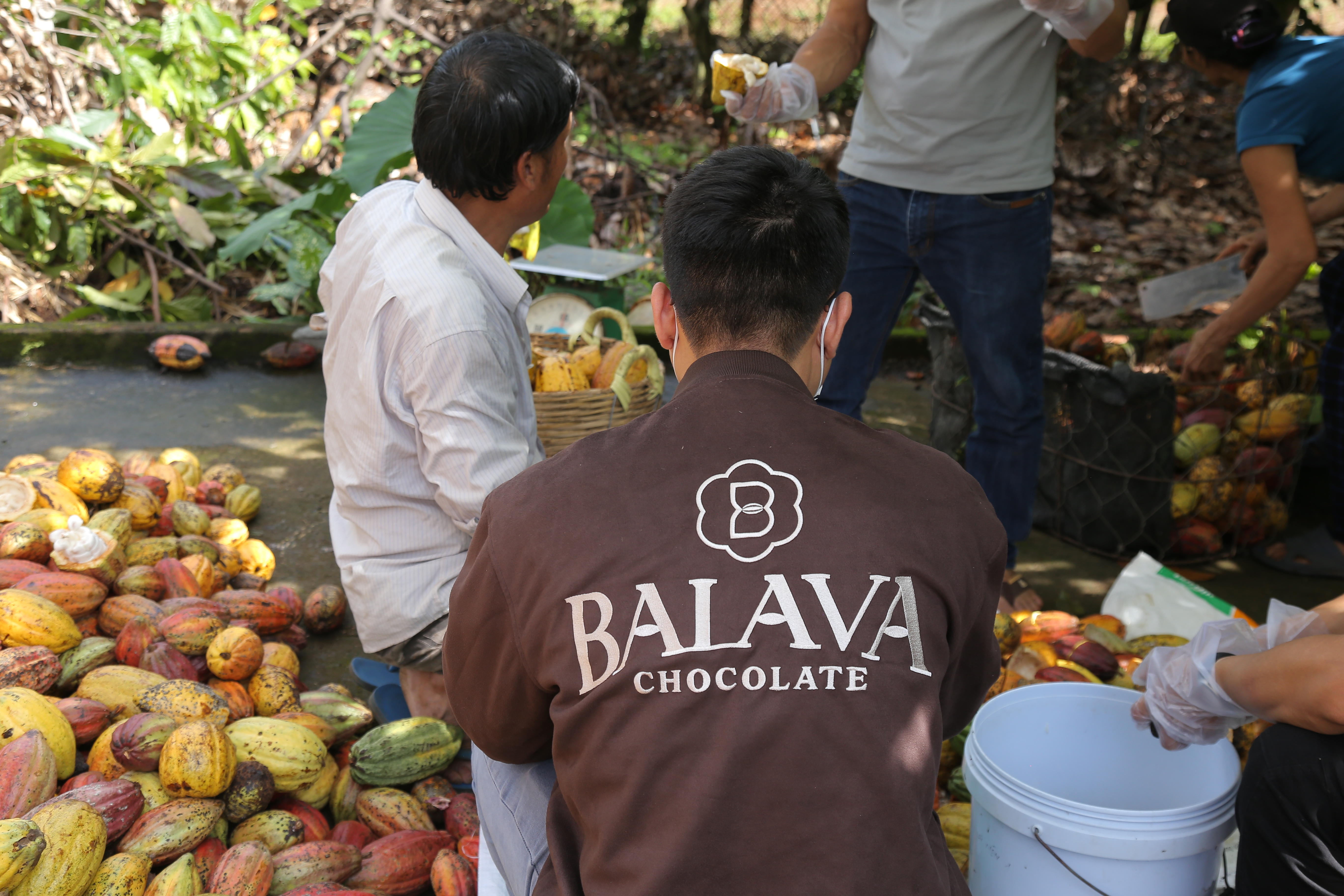 Cacao garden, BALAVA Lam Dong Vietnam