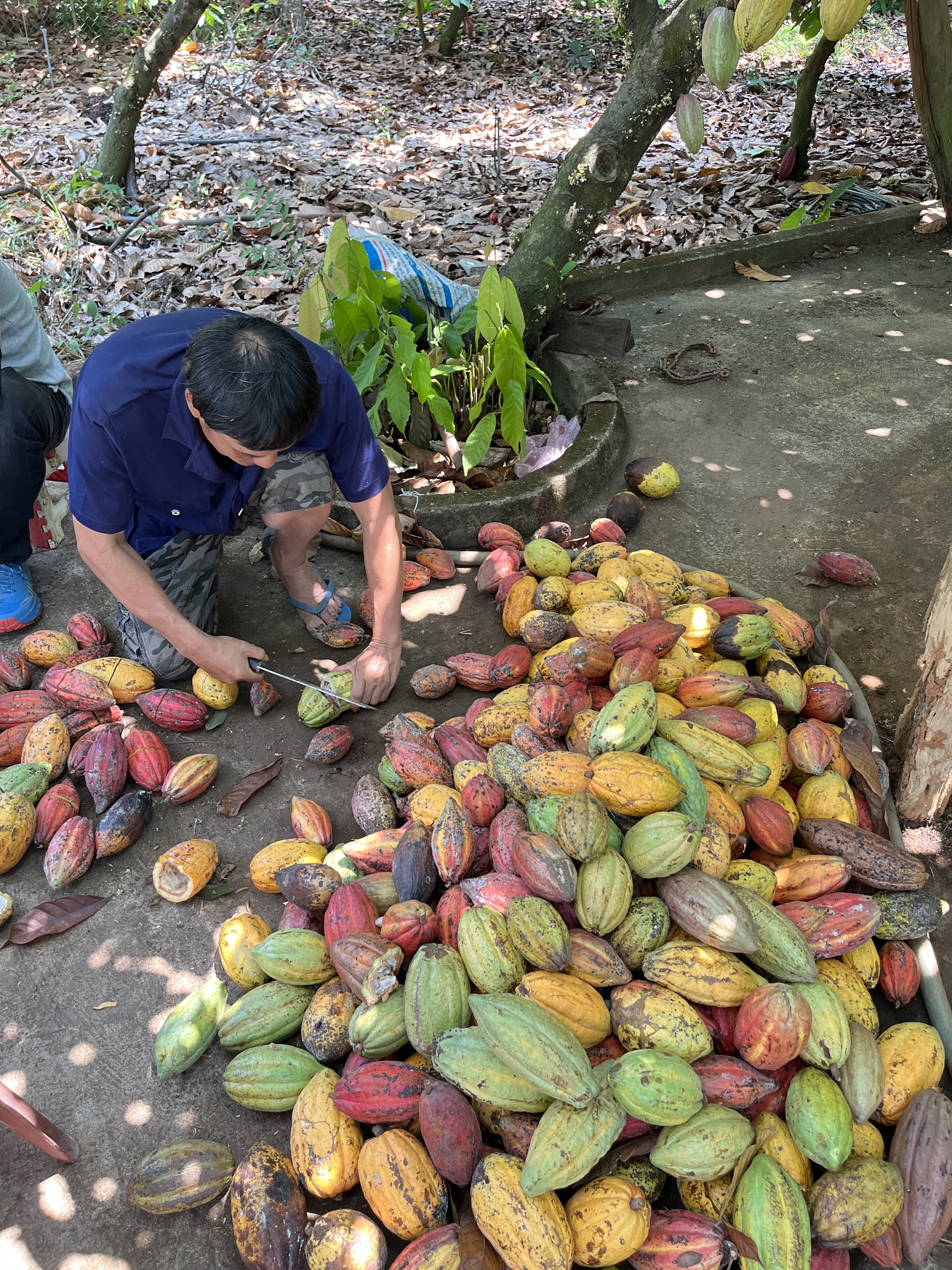 Fine flavor cacao from Lam Dong Vietnam – raw material for BALAVA bean-to-bar handmade chocolate