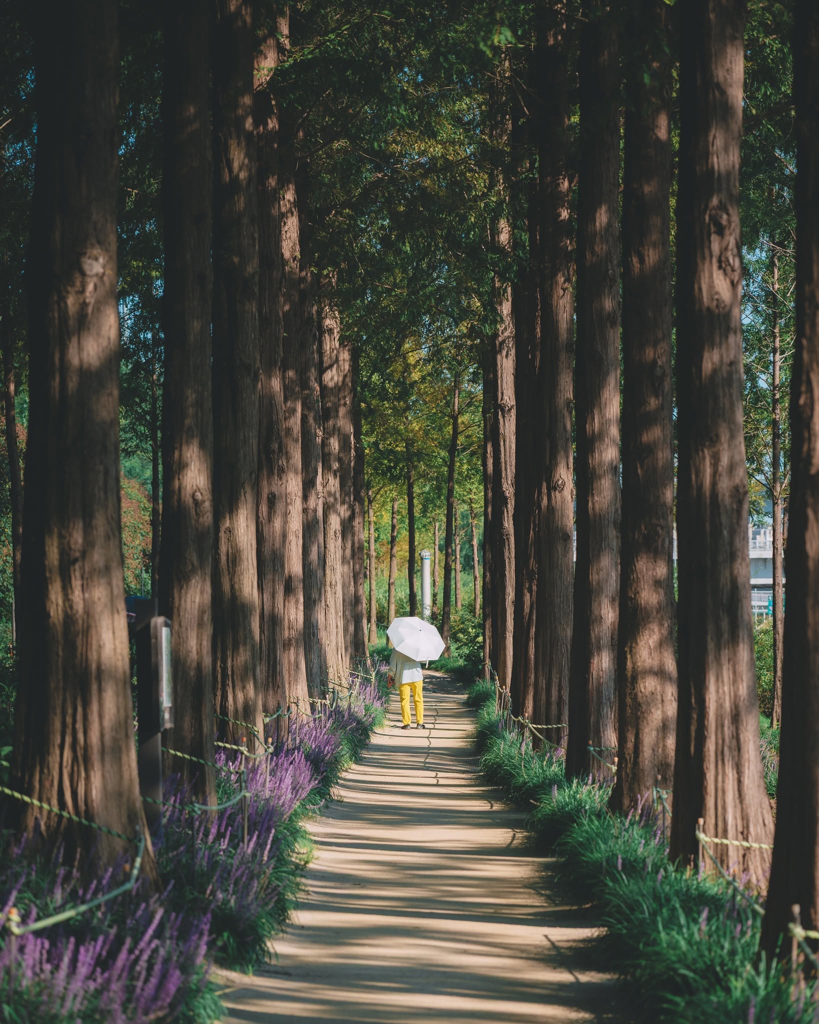 Người phụ nữ cầm dù đi dạo giữa hàng cây metasequoia và hoa oải hương