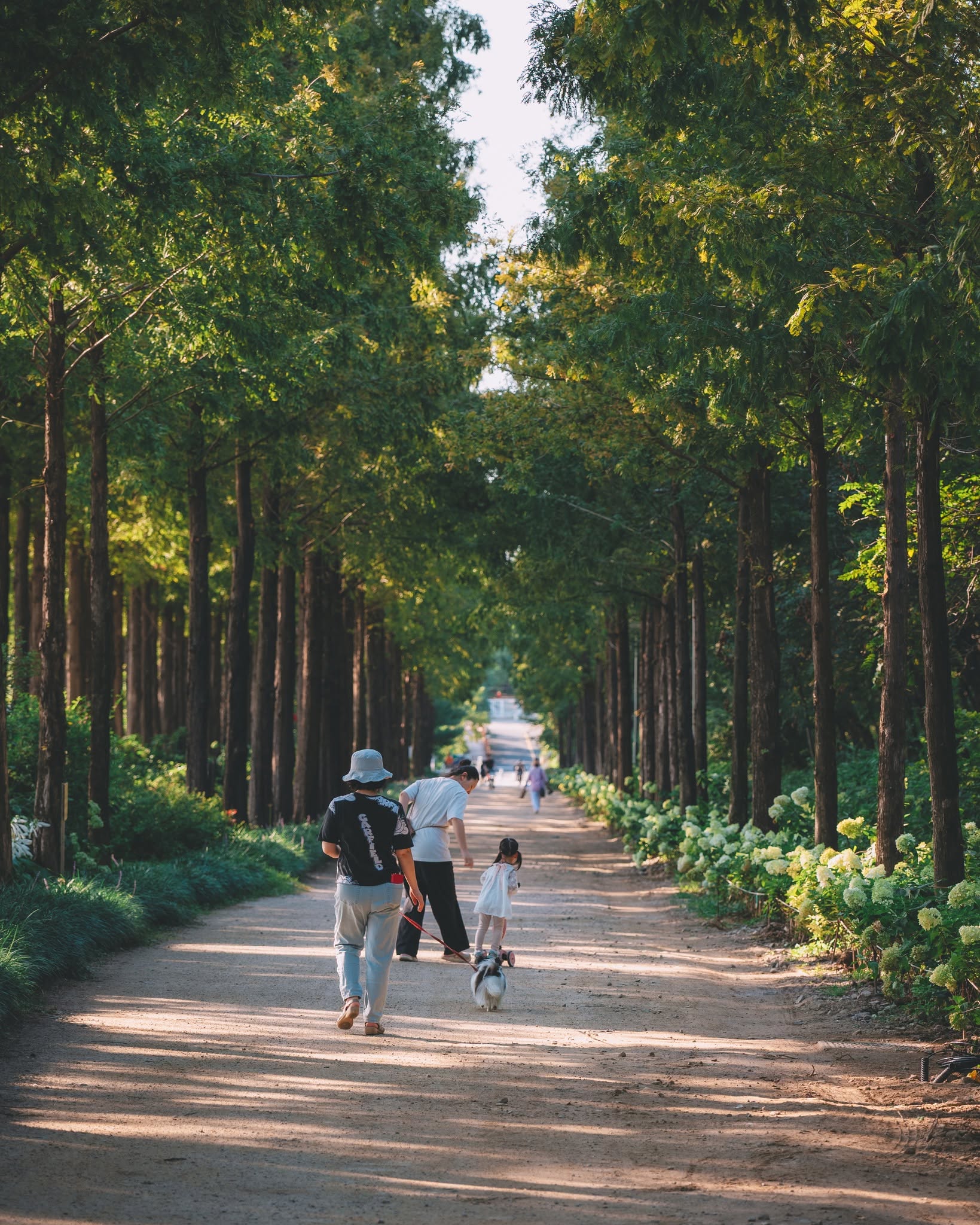 Gia đình dạo bộ cùng thú cưng trên con đường rừng metasequoia