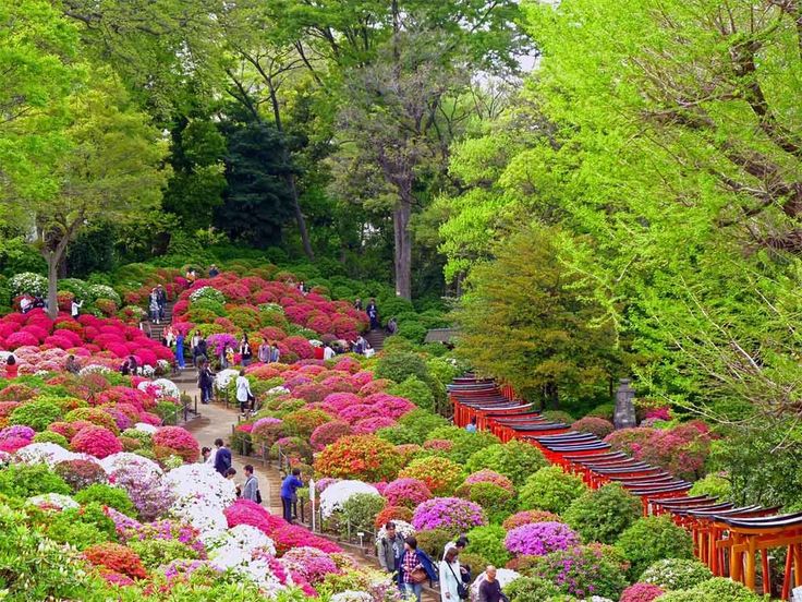 Tour Nhật Bản 6N5Đ 2026 | Rực Rỡ Mùa Hoa – Osaka – Kyoto – Phú Sĩ – Tokyo (Vietjet Air)