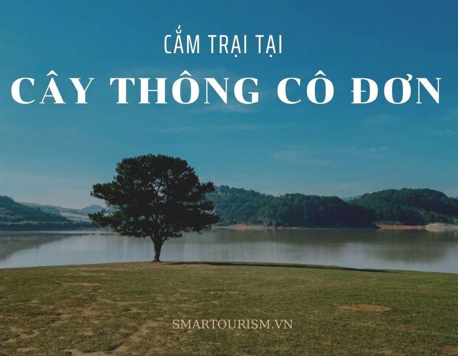 Tour cắm trại tại Cây thông cô đơn