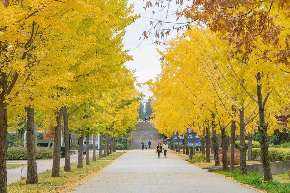 Lịch ngắm lá vàng Hàn Quốc dành cho các tín đồ du lịch mùa thu
