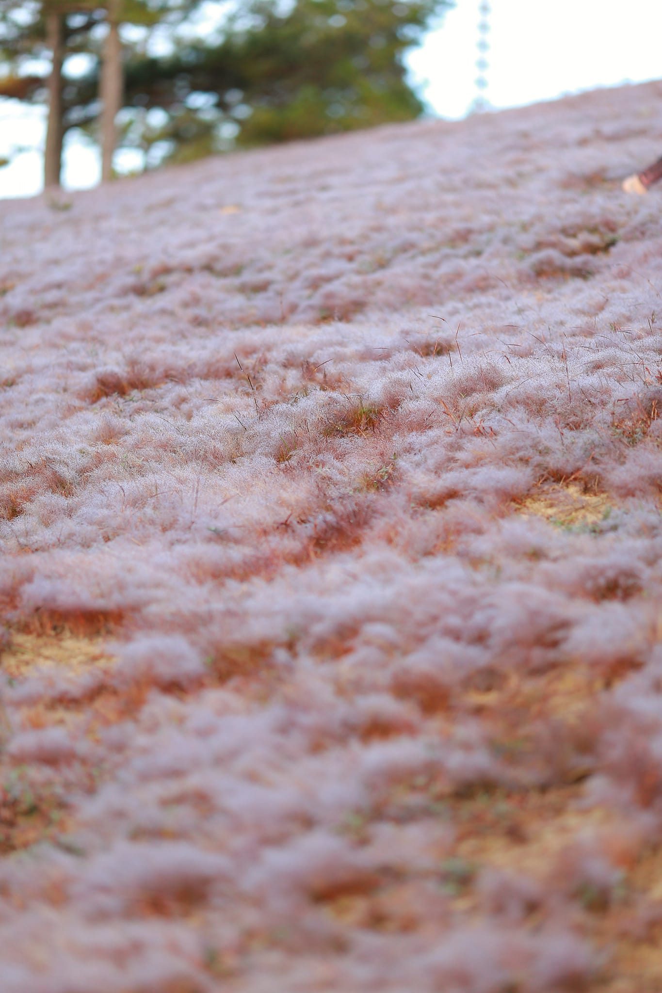 Tour cỏ hồng - cỏ tuyết Đà Lạt tháng 12 