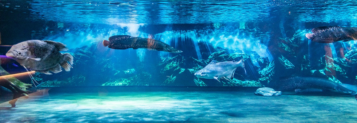 Vé tham quan Coex Aquarium tại Seoul