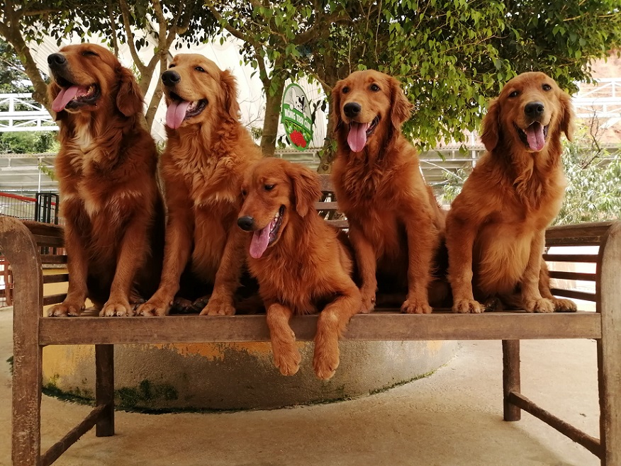 Nông trại cún Puppy Farm Đà Lạt