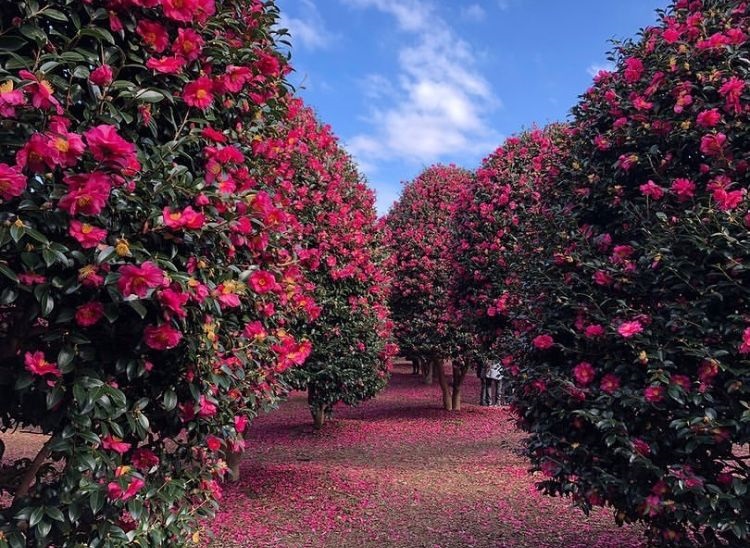 Dịch vụ Đồi Camellia Hill tại Jeju | TGROUP Du lịch Thông minh SMARTOURISM