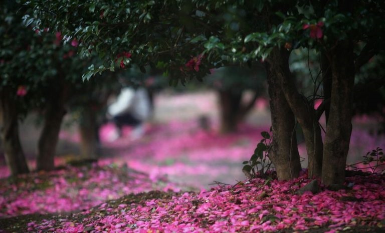 Đồi Camellia Hill tại Jeju