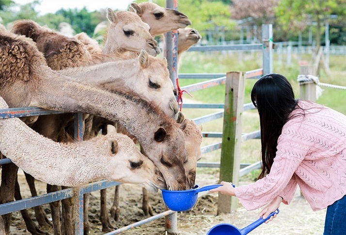 Vé trải nghiệm cưỡi lạc đà ở Jeju