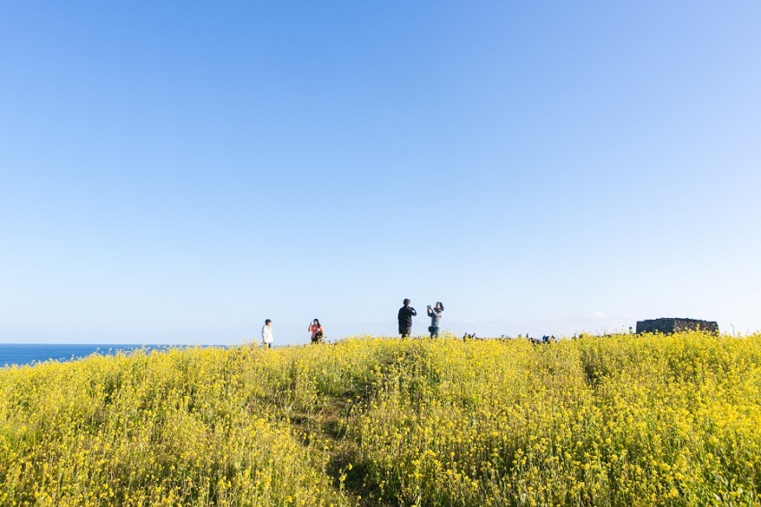 Đồi SeopJikoji, Jeju