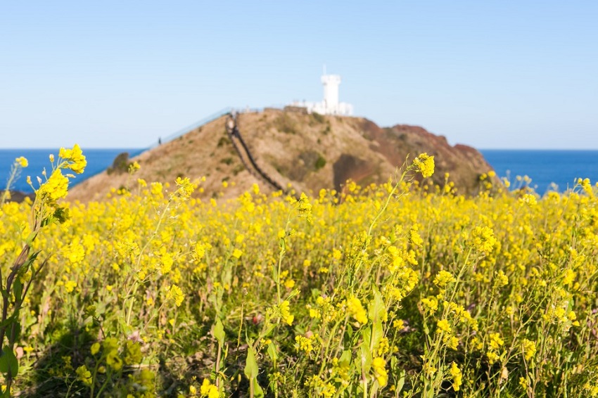 Đồi SeopJikoji, Jeju