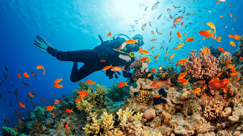 Trải nghiệm lặn biển Jeju - Scuba Diving