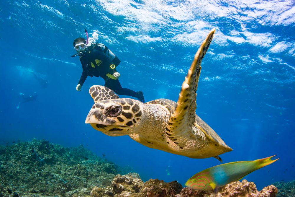 Trải nghiệm lặn biển Jeju - Scuba Diving