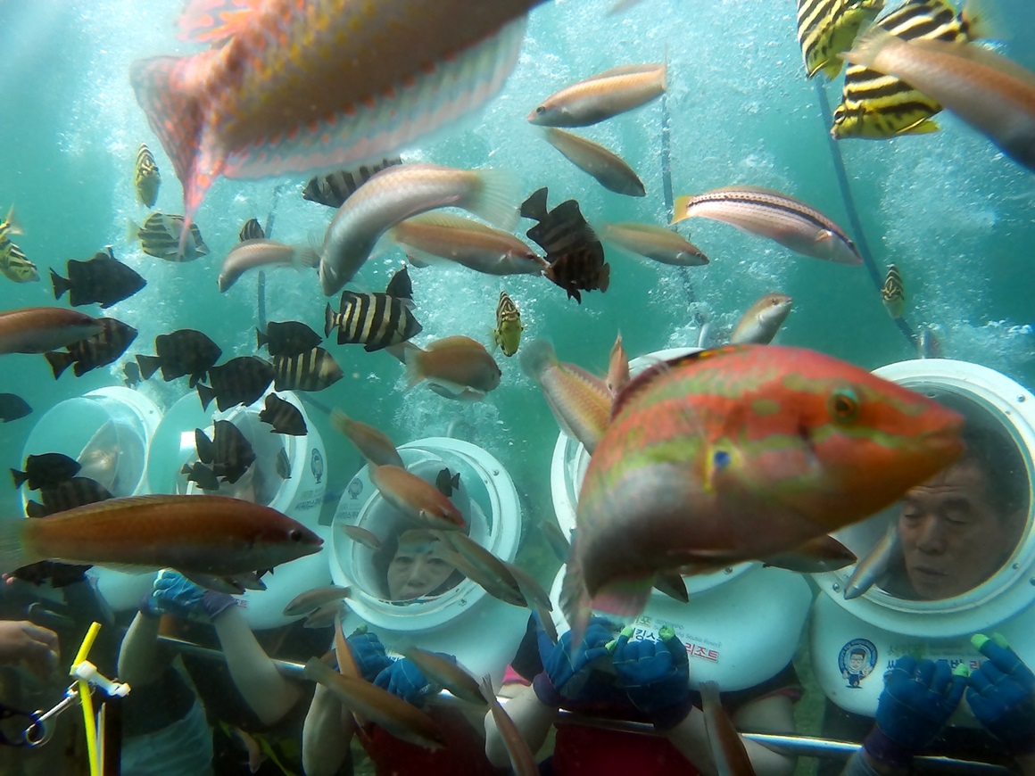 Trải nghiệm lặn biển Jeju - Scuba Diving
