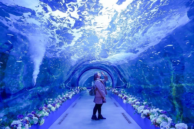 Thủy cung Aqua Planet ở Jeju