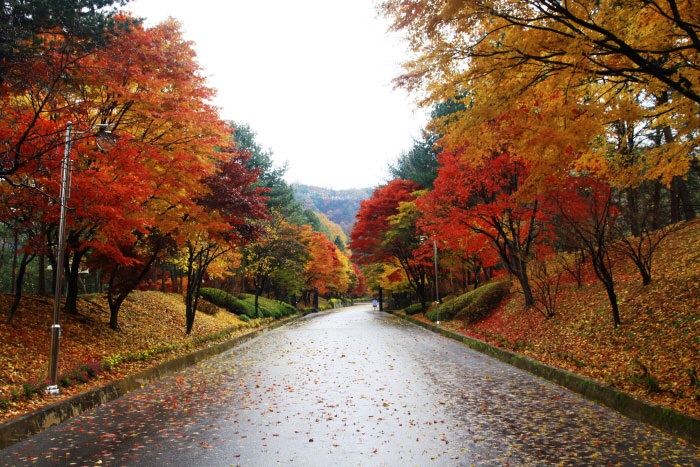 Ghé thăm Cheongnamdae, địa điểm từng được sử dụng làm Nhà Xanh của Hàn Quốc