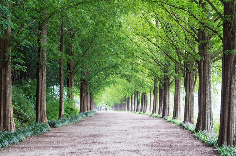 Thả mình trong những không gian yên tĩnh của Damyang