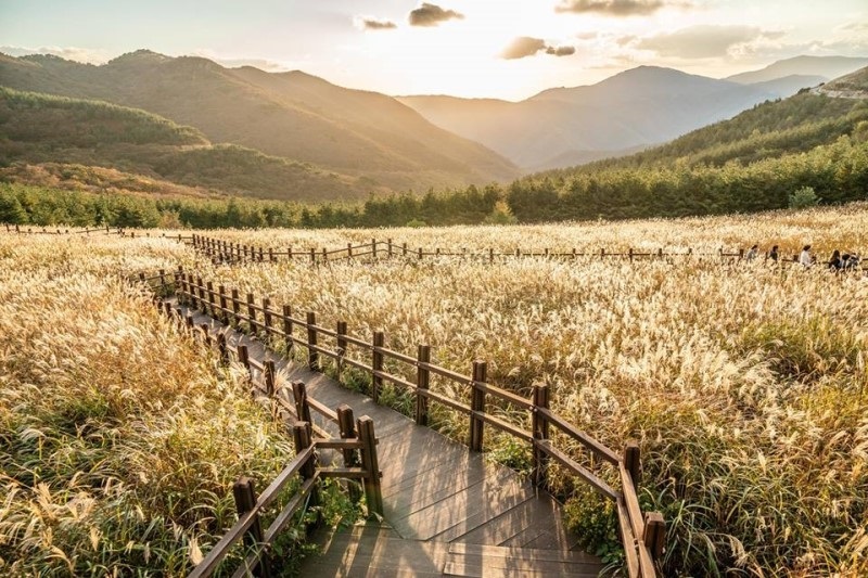 Tuyến đường cỏ bạc Ganthiago, Ulsan