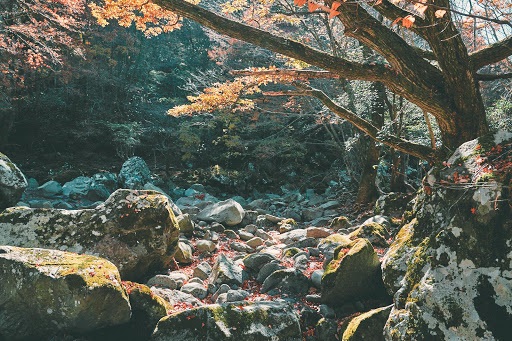 Mời bạn đến đường rừng Hallasan Dulle ở đảo Jeju