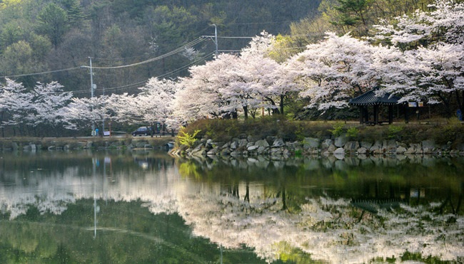 Níu giữ hương sắc mùa xuân trên con đường tản bộ núi Ma-i