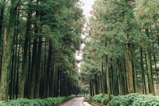 Rừng giải trí tự nhiên Jeolmul ở Jeju