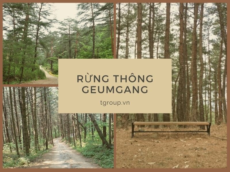 Đi bộ trên con đường mòn trong rừng thông Geumgang ở Uljin 