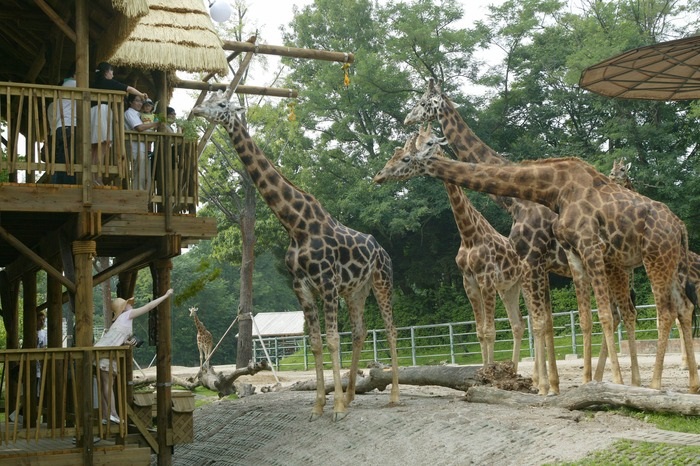 Seoul Zoo, Gyeonggi