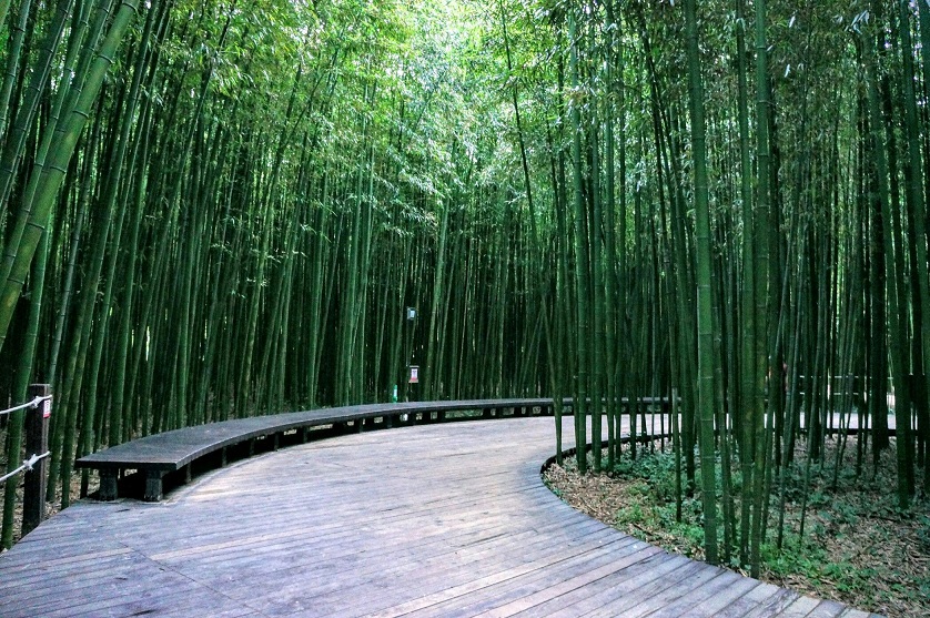 Rừng Tre Taehwa Seepri - Hơi thở của thiên nhiên sinh thái trong thành phố Ulsan | TGROUP Thương mại và Du lịch Hàn Việt