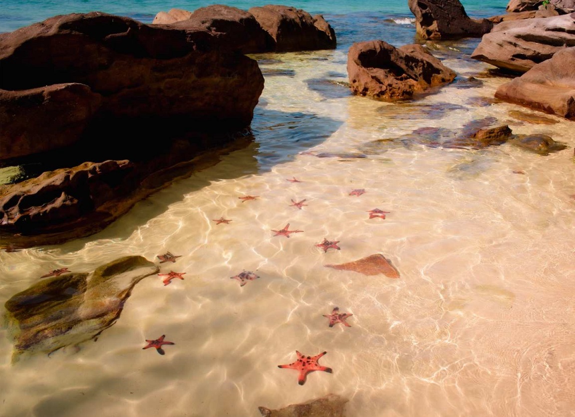 Starfish in the shallows at the lagoon stop — looked at, left alone