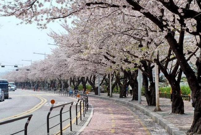 Tour Hàn Quốc Mùa Hoa Anh Đào: SEOUL - NAMI (2025)