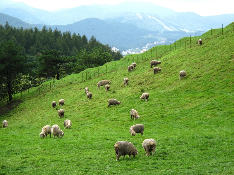 Thăm trang trại cừu Daegwallyeong - Điểm đến lãng mạn và cuốn hút