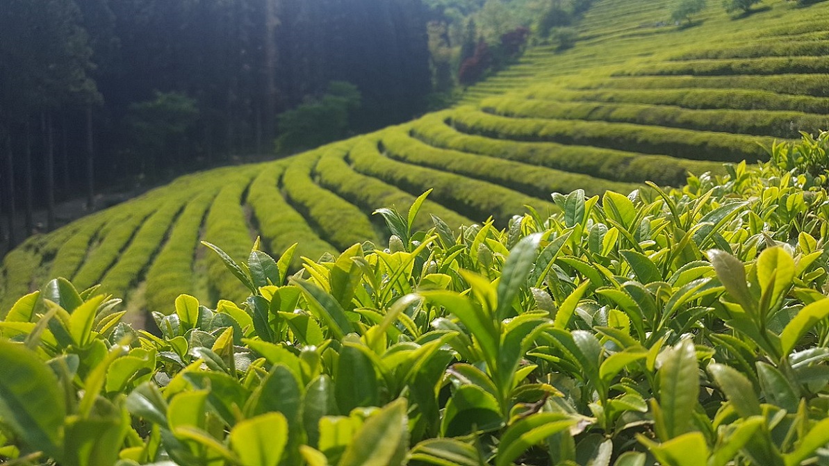 Tham quan cánh đồng trà ở Boseong - Nét quyến rũ của thiên nhiên Hàn Quốc |  TGROUP Thương mại và Du lịch Hàn Việt