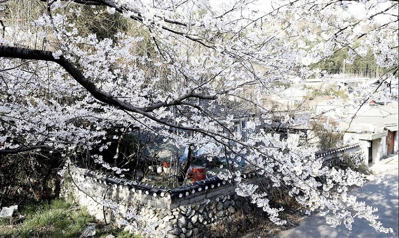 Du lịch Hàn Quốc vào dịp lễ hội Hoa Mơ Gwangyang