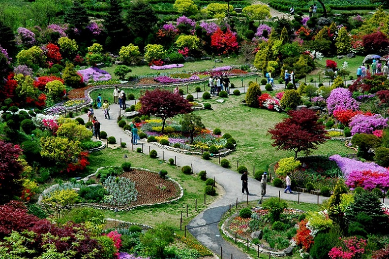 Ghé Morning Calm thăm vườn hoa đẹp nhất Hàn Quốc | TGROUP Du lịch Thông  minh SMARTOURISM