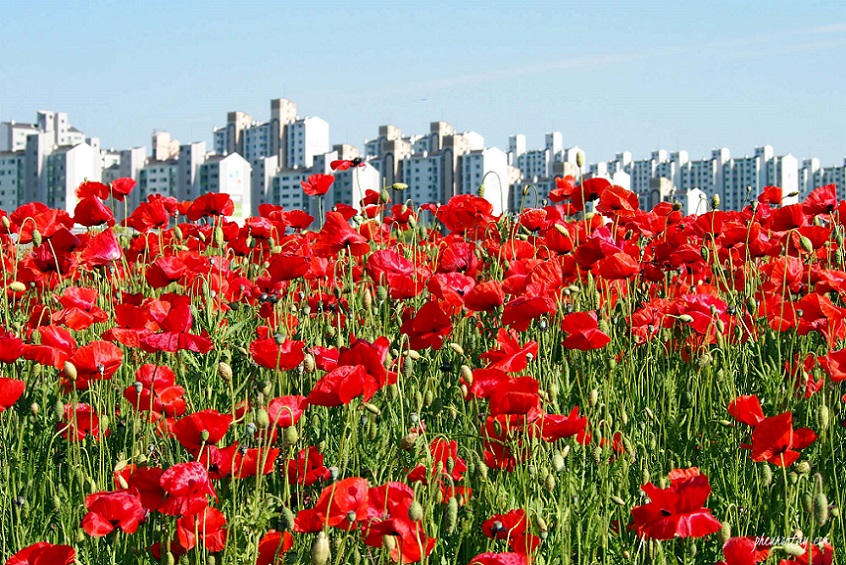 Vườn hoa Poppy – Địa điểm du lịch không thể bỏ qua khi đến Hàn Quốc